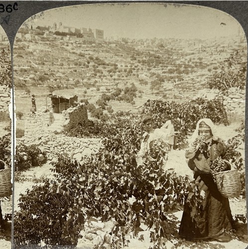 Palestine bethlehem vineyards - palestine,,